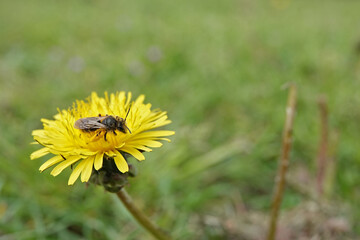 Closeup on a female buff-tailed or Catsear mining bee, Andrena humilis on a yellow dandelion flower