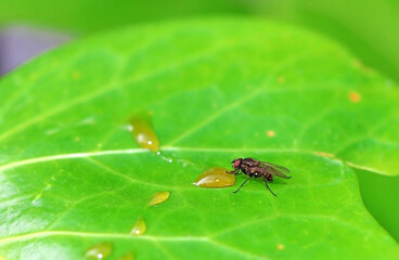 A common or house fly eating on a green leaf