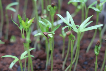 Planting kale seeds that are starting to sprout