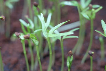 Planting kale seeds that are starting to sprout