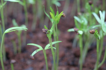 Planting kale seeds that are starting to sprout