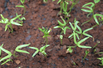 Planting kale seeds that are starting to sprout