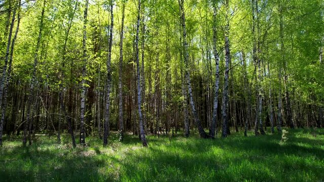 Spring birch forest in the sun, Slow Camera Movement Forward