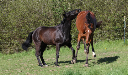 Pferd springt in die Luft, spielen, Luftsprung, Bocken, Weide, Sportpferd © Tattiliana