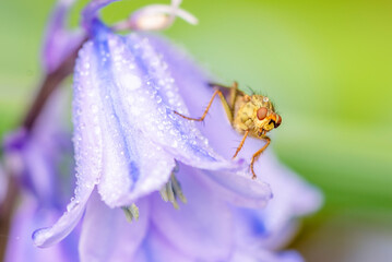 The hoverfly, a fly disguised as a wasp, is placed on a purple flower.