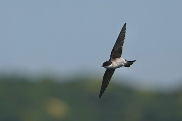 asian house martin in flight