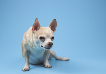 brown short hair Chihuahua dogs sitting  on blue background, squint his eyes looking aside.