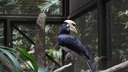 The Palawan Hornbill is a medium-sized bird with striking black plumage and white underparts. It has a large, downward-curved bill that is predominantly yellow with a black casque |斑犀鳥
