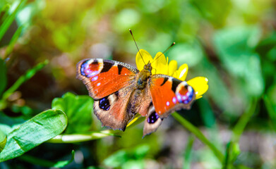 peacock butterfly. sits on a yellow flower