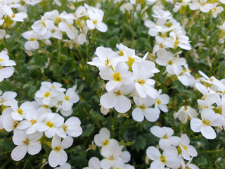 white aubrieta close-up - flowers are blooming in garden