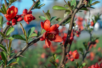 Red flower on a branch in the park