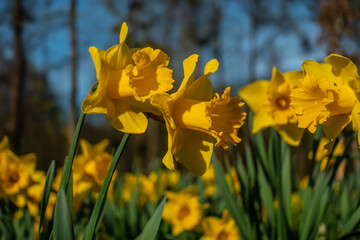 Yellow flowers against the blue sky