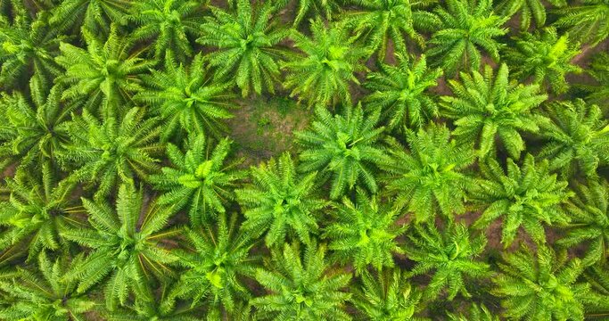 Aerial view palm oil park 