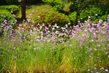 アグロステンマ2