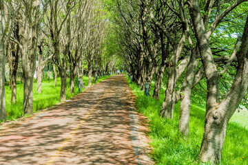 Paved bike and walking trail under canopy of deciduous trees.