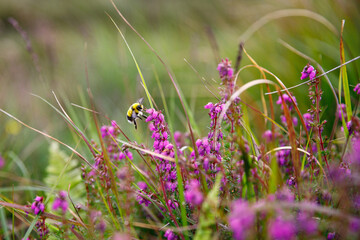 Bumblebee feeding on blooming flower on summer day.