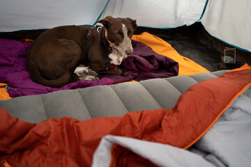 dog resting on top of a sleeping bag in a tent at a campsite, weekend getaway or holiday with your pet dog, relaxed and resting in the fresh air