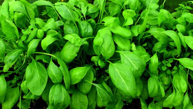 spinach, cultivation in a greenhouse, closeup with camera drive