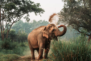 Asian elephant is enjoying throwing dust over body in forest