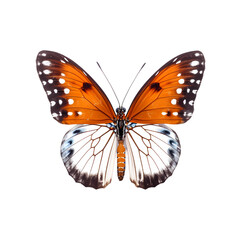 Fototapeta premium butterfly isolated on white