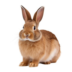 Obraz premium rabbit isolated on white