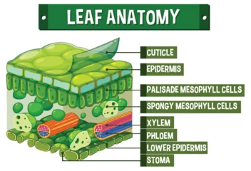 Fotobehang Kinderen Internal structure of leaf diagram