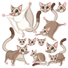 Fotobehang Kinderen Set of sugar glider character with head and facial expression