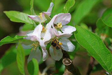 A honey bee fluttering on an apple blossom