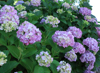 あじさいイメージ