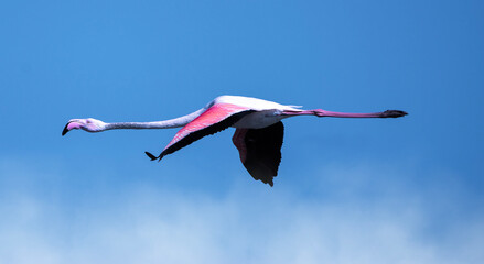 pink flamingo in flight