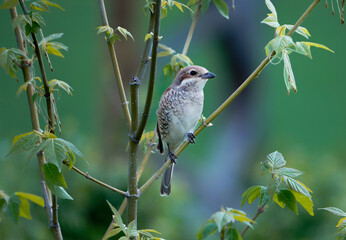 sparrow on a branch