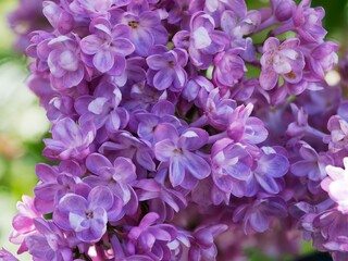 Closeup of lilac flowers in full bloom