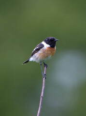 robin on a branch