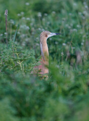 green heron ardea cinerea