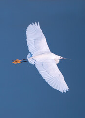 great blue heron in flight