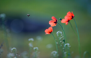 red poppy flower