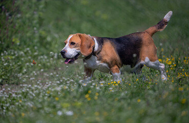 beagle puppy in the grass