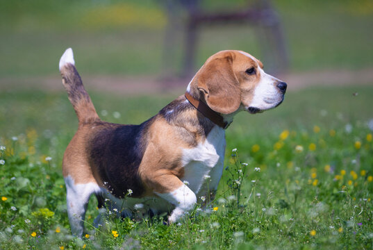 beagle in the grass