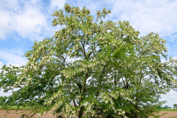Acacia robinia plant flower flowering petals white color nature natural
