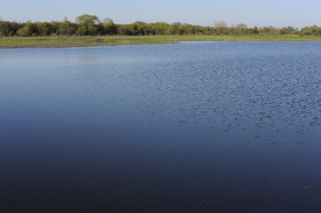 Marshland and wetlands natural habitat for birds on the Bug river on a sunnny day in Poland