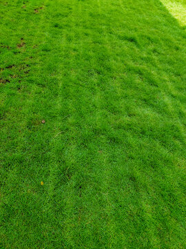 Green grass lawn, greenery in park, nature photography, gardening background, grass wallpaper 