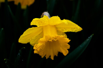 Obraz premium Narcissus, Beautiful yellow flower.