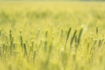 close up of wheat field
