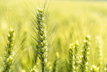 Fototapeta premium close up of wheat field
