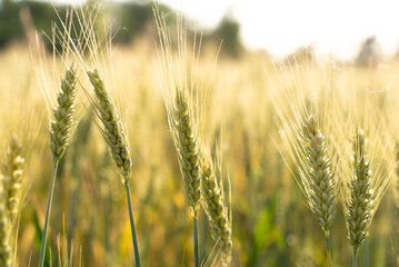 close up of wheat field