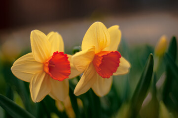 Narcissus, Beautiful yellow flower.