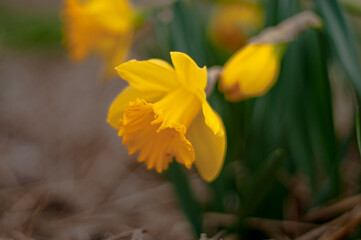 Narcissus, Beautiful yellow flower.
