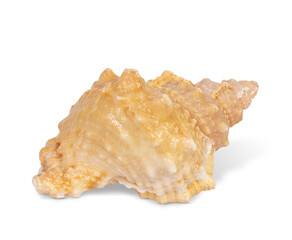 Empty seashell isolated on white background. Vacation, travel concept. Design element. Copy space