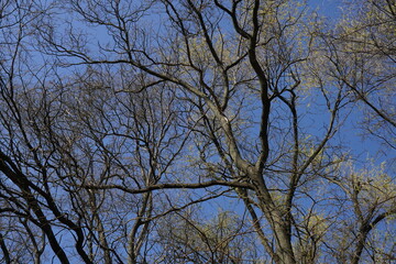 Tree burgeoning branches in beautiful spring light on blue clear sky. Nature renewal serene background.
