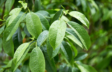 Emerald green leaves wet by rain